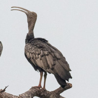Giant Ibis